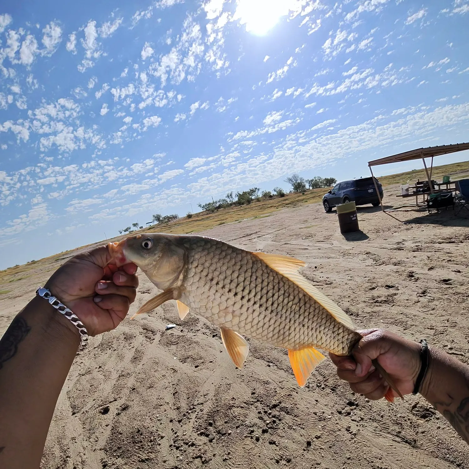 Common carp caught on Fishbrain