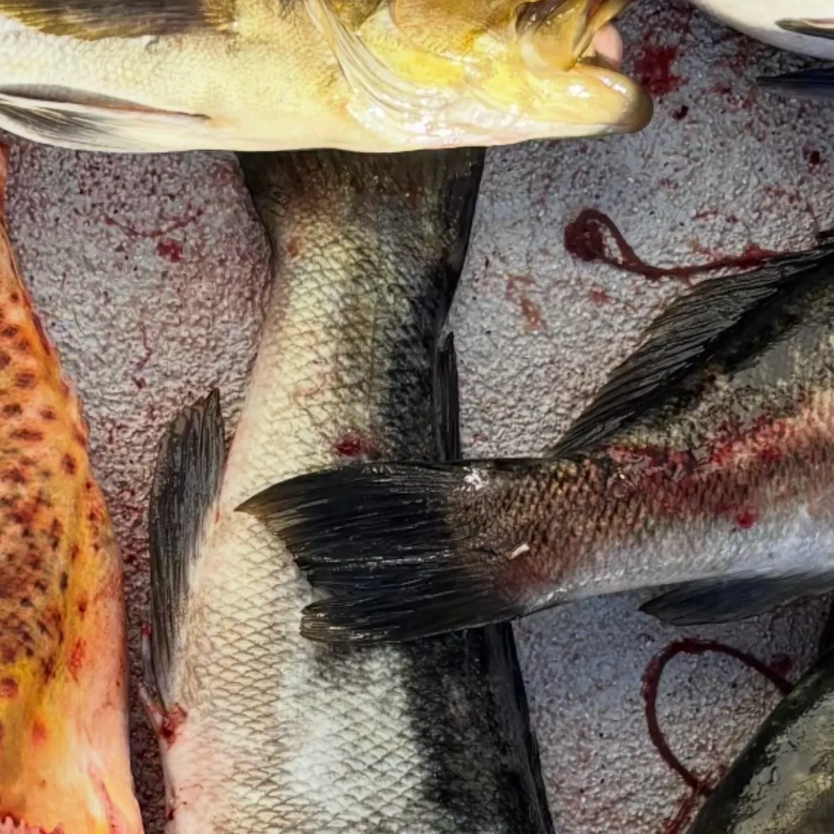 Kelp bass caught on Fishbrain