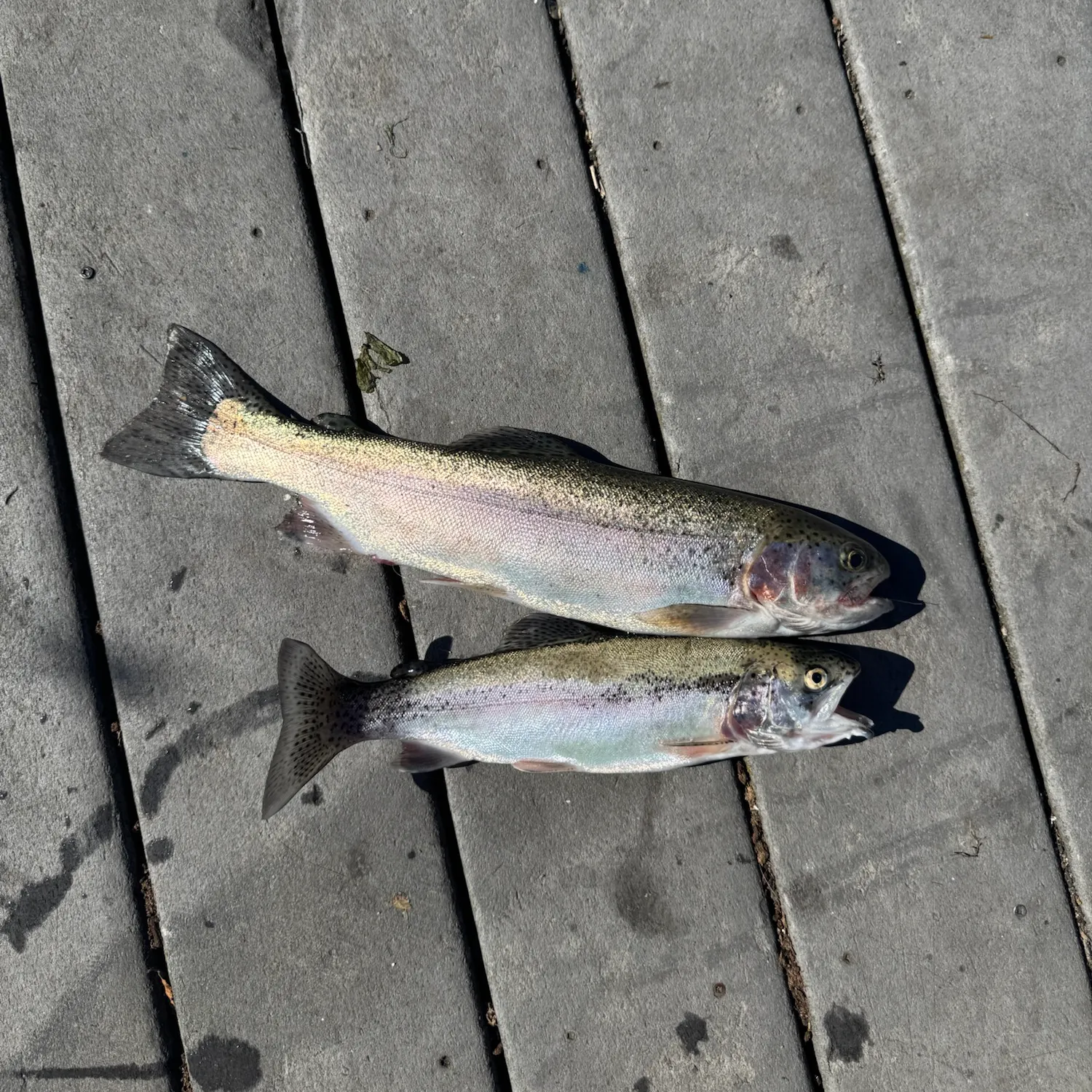 Rainbow trout caught on Fishbrain