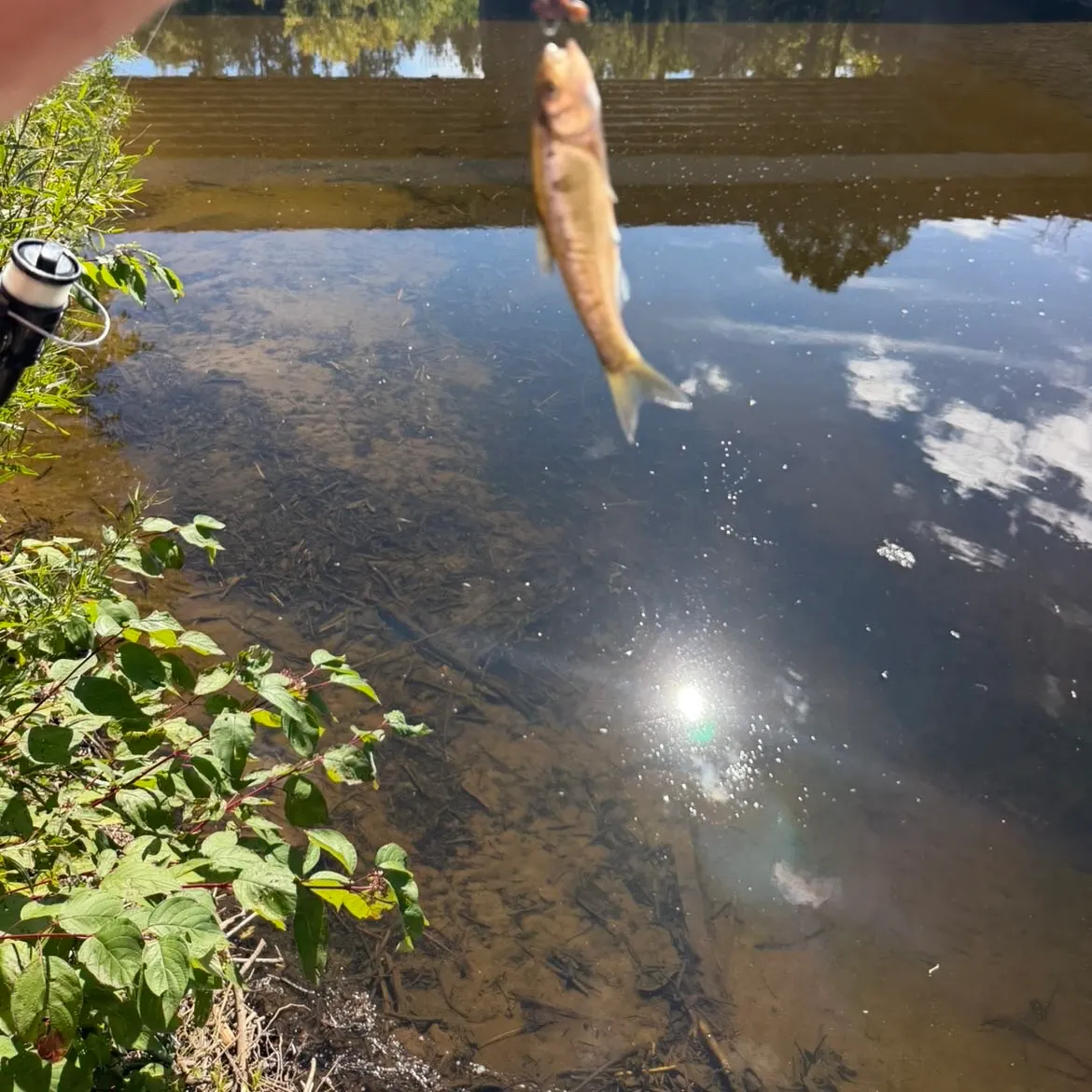 Creek chub caught on Fishbrain