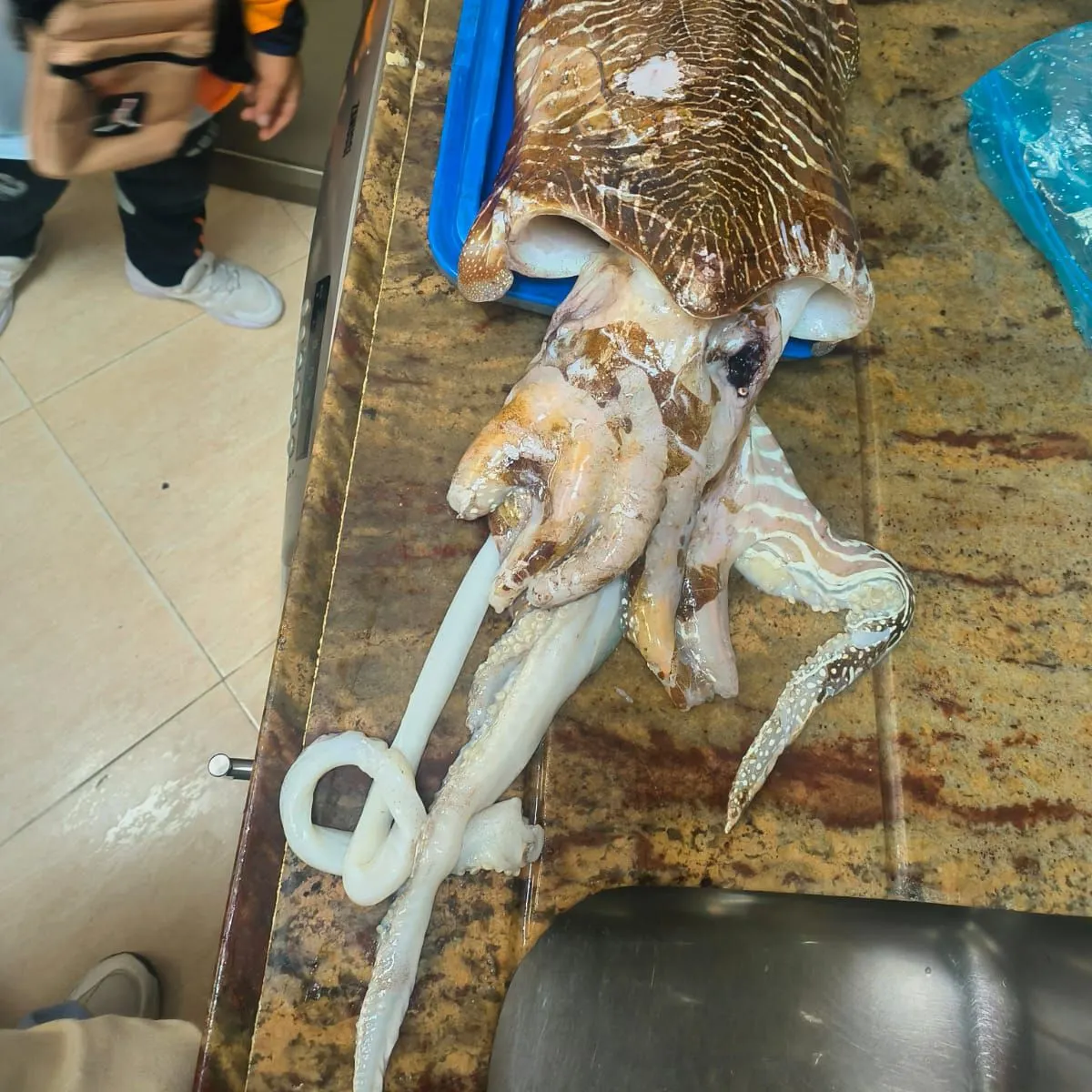 The most recent Common cuttlefish catches on Fishbrain
