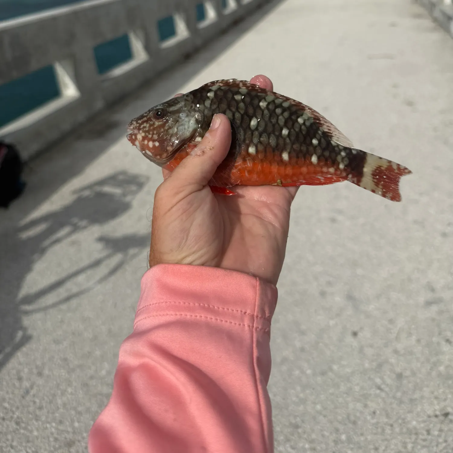 The most recent Stoplight parrotfish catches on Fishbrain
