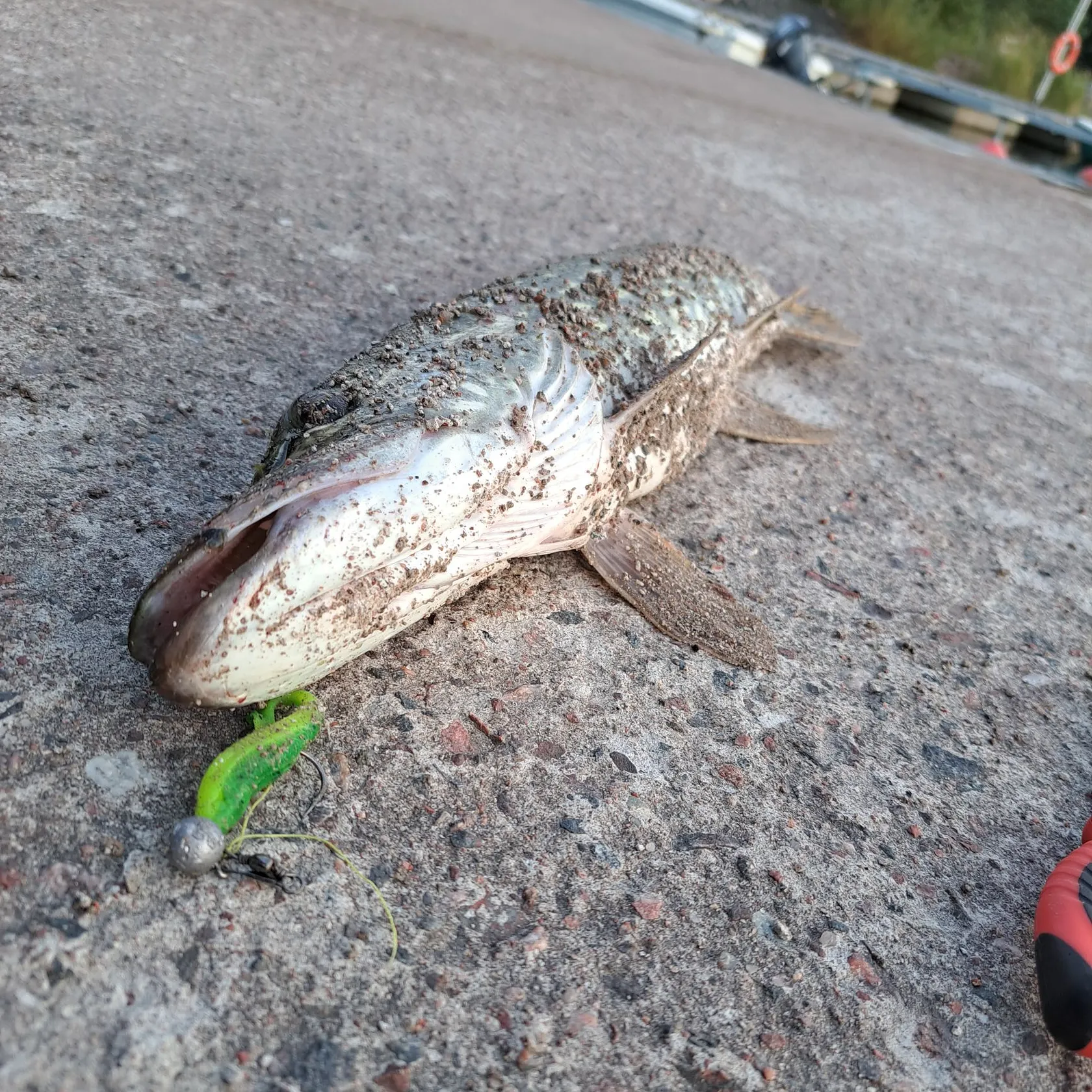 Northern pike caught on Fishbrain