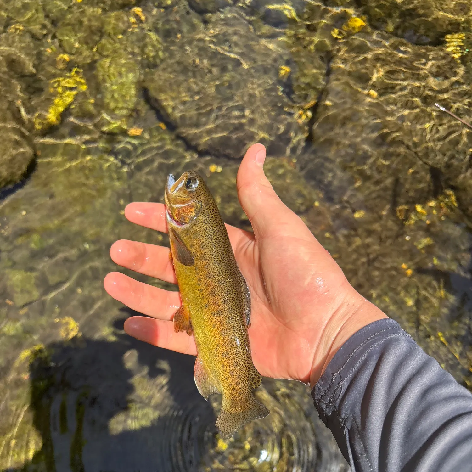 The most recent Gila trout catches on Fishbrain