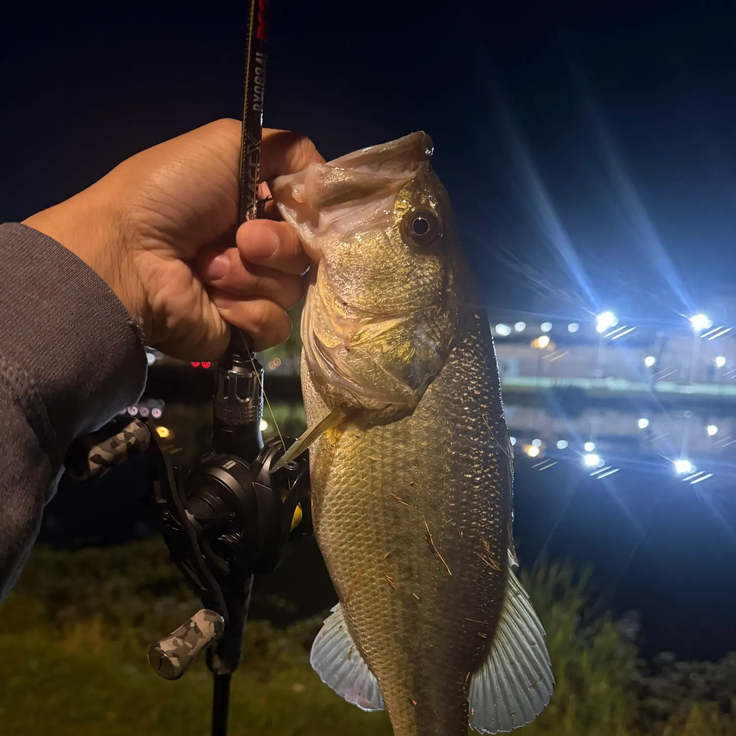 Largemouth bass caught on Fishbrain