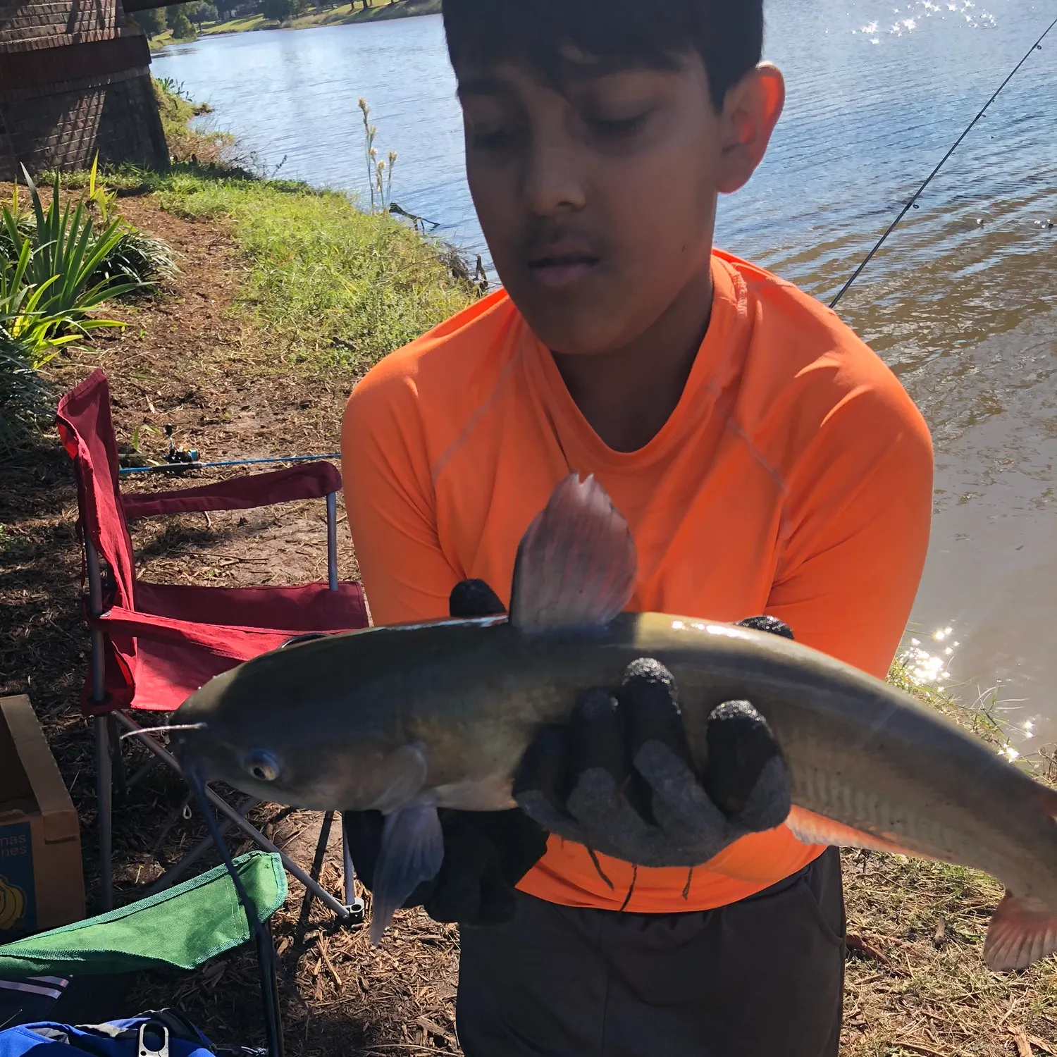 The most recent Channel catfish catches on Fishbrain