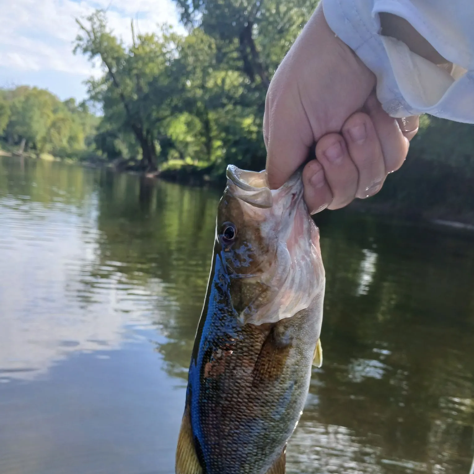 Smallmouth bass caught on Fishbrain
