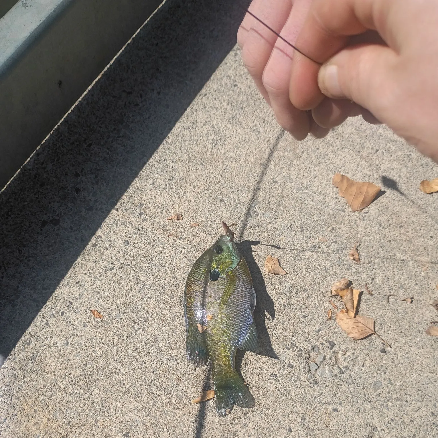catch
