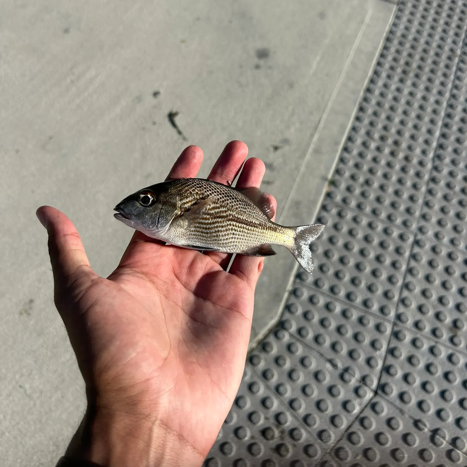The most recent Sailor's choice grunt catches on Fishbrain