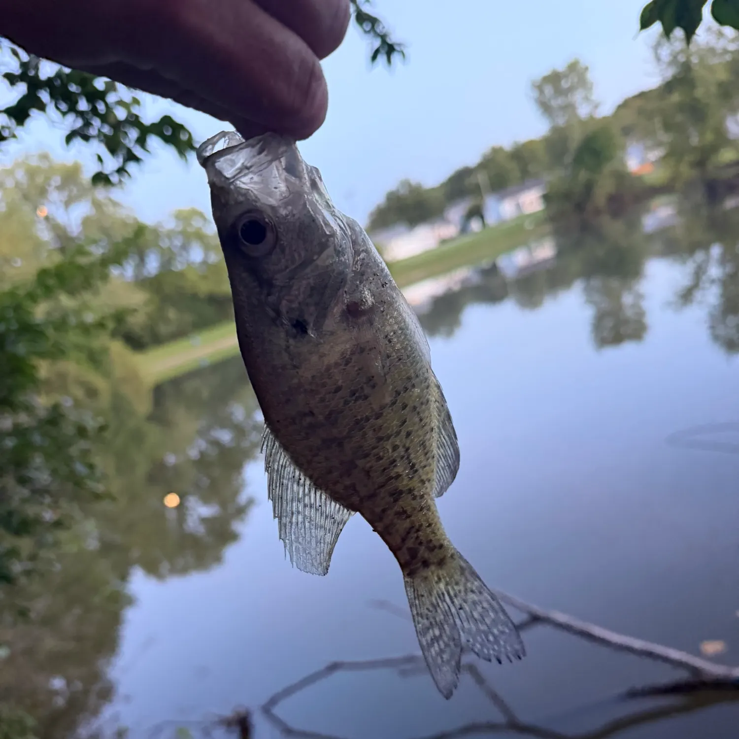 White crappie caught on Fishbrain
