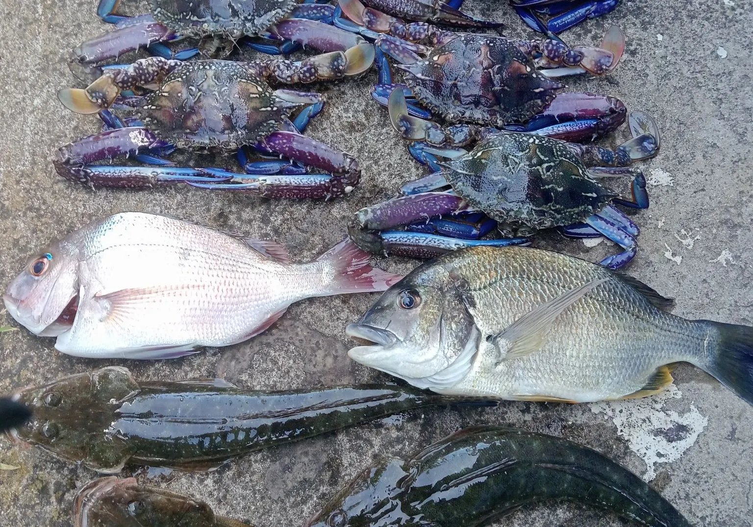 Southern black bream