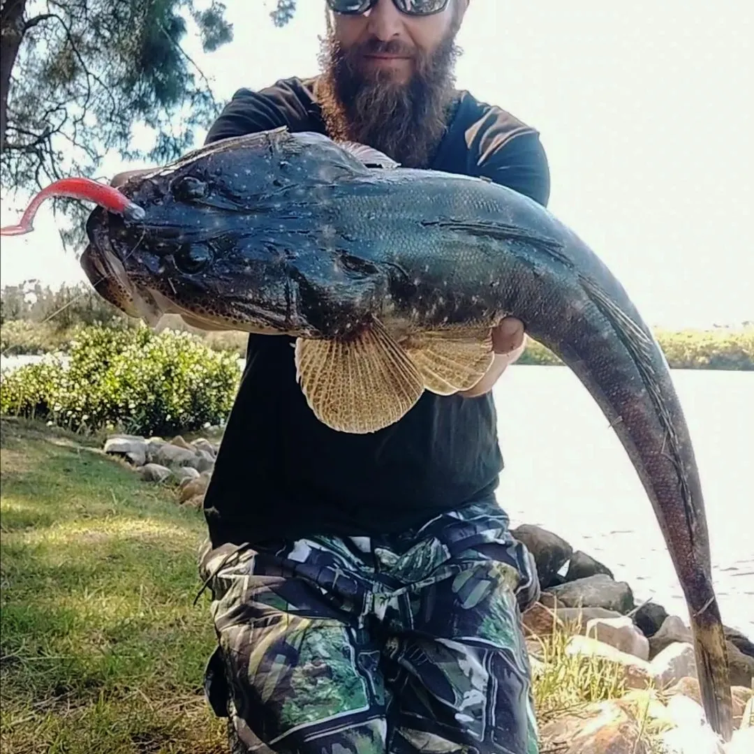 The most recent Dusky flathead catches on Fishbrain