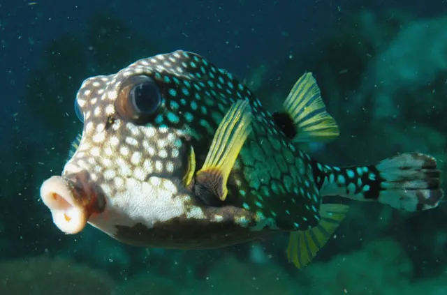 Smooth trunkfish