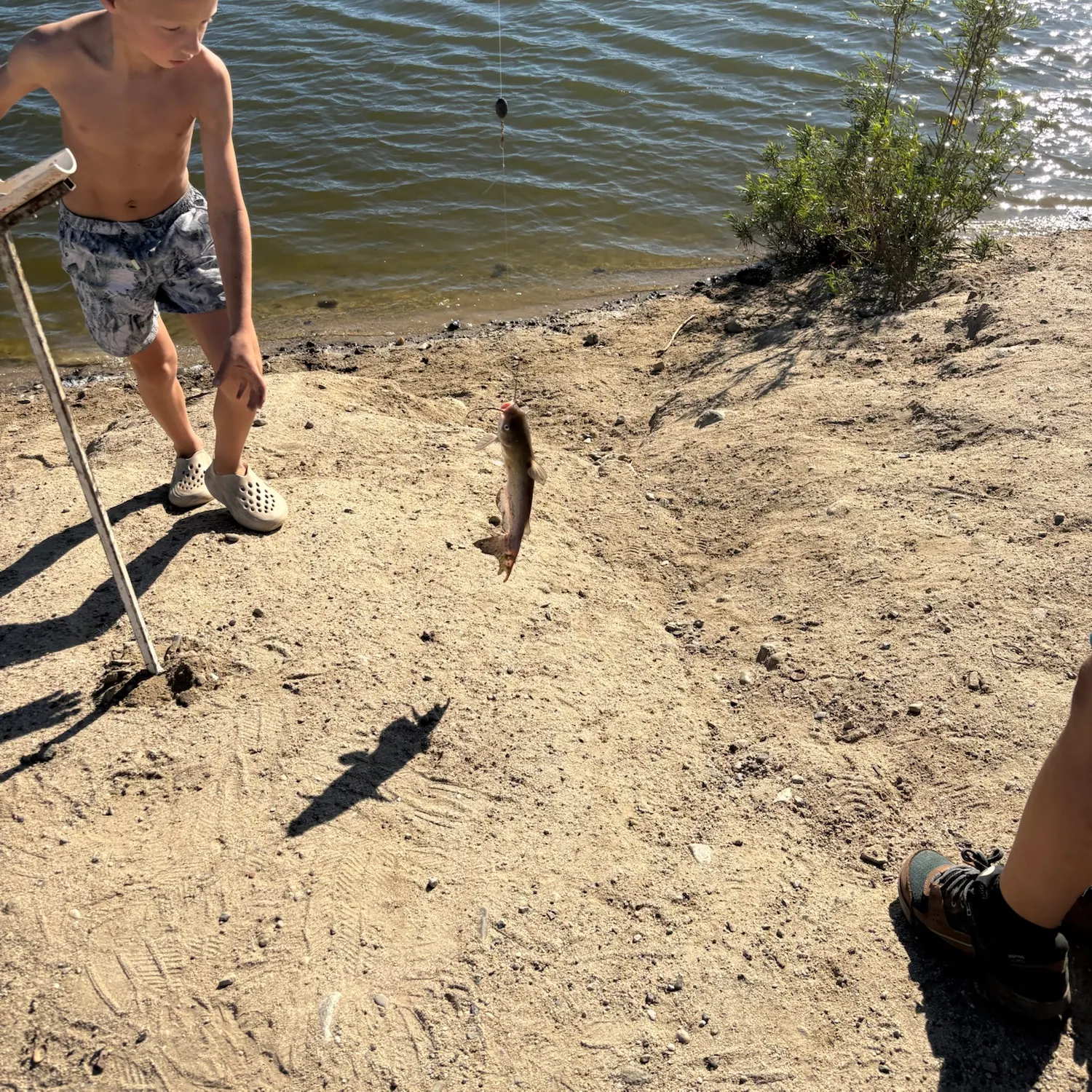 Channel catfish caught on Fishbrain