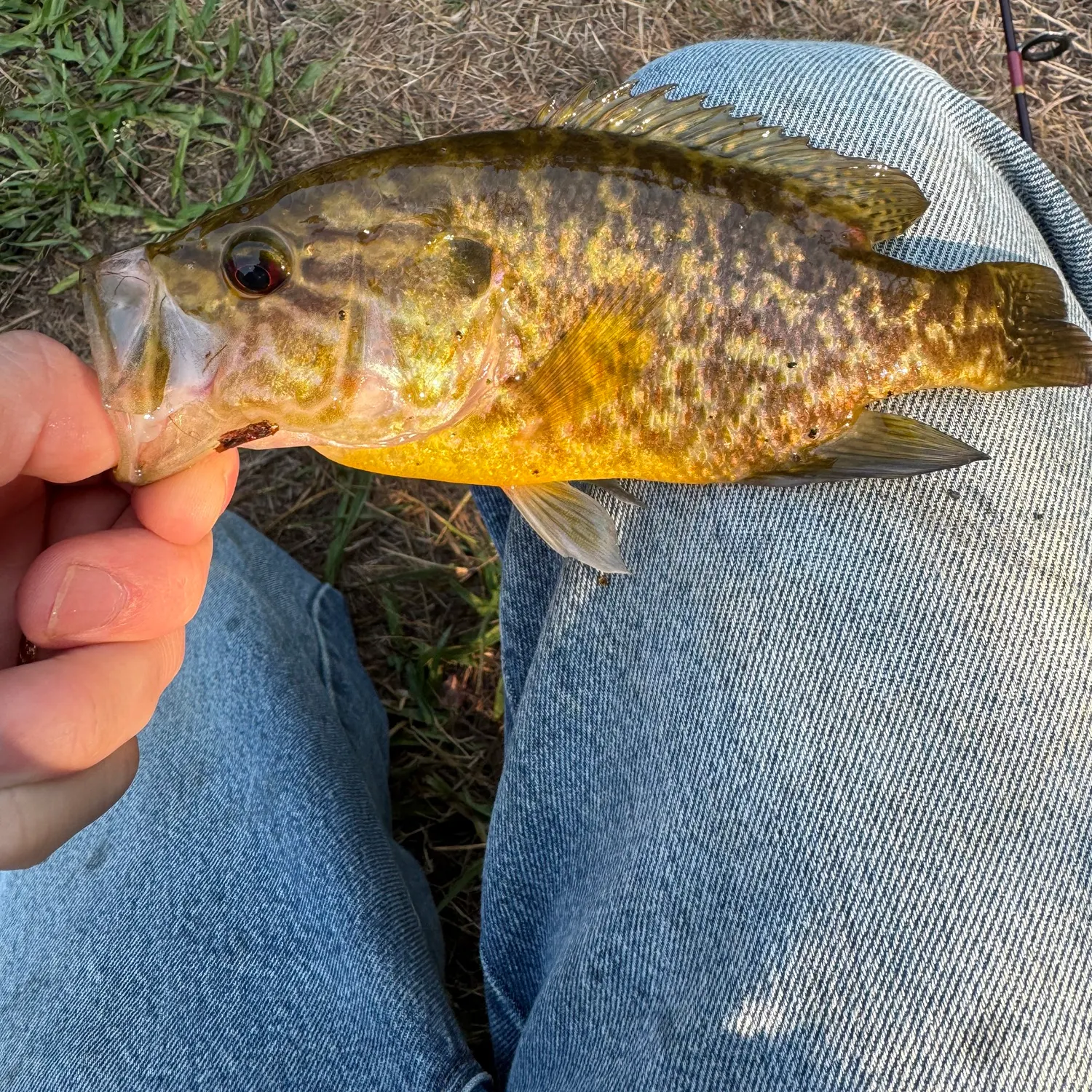Warmouth caught on Fishbrain