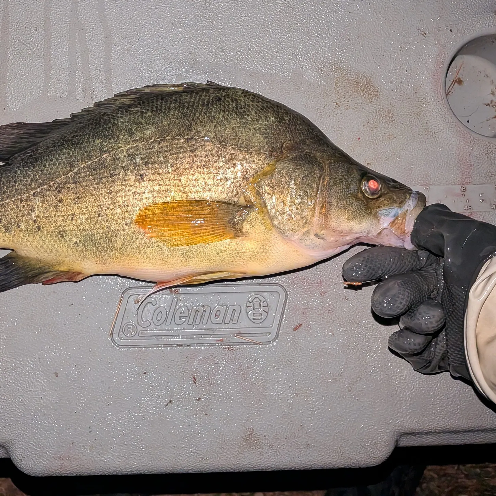 The most recent Golden perch catches on Fishbrain