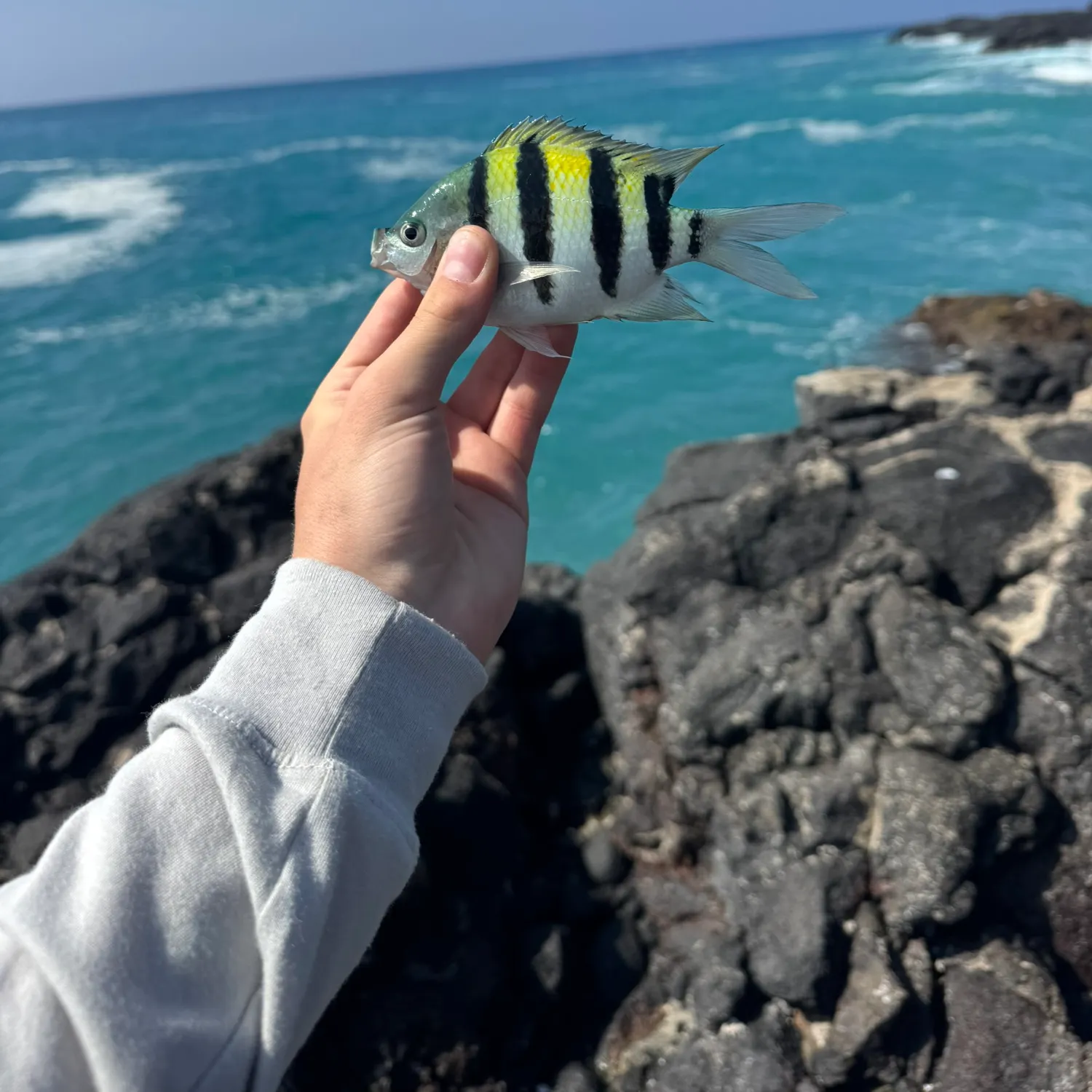 The most recent Indo-Pacific sergeant catches on Fishbrain