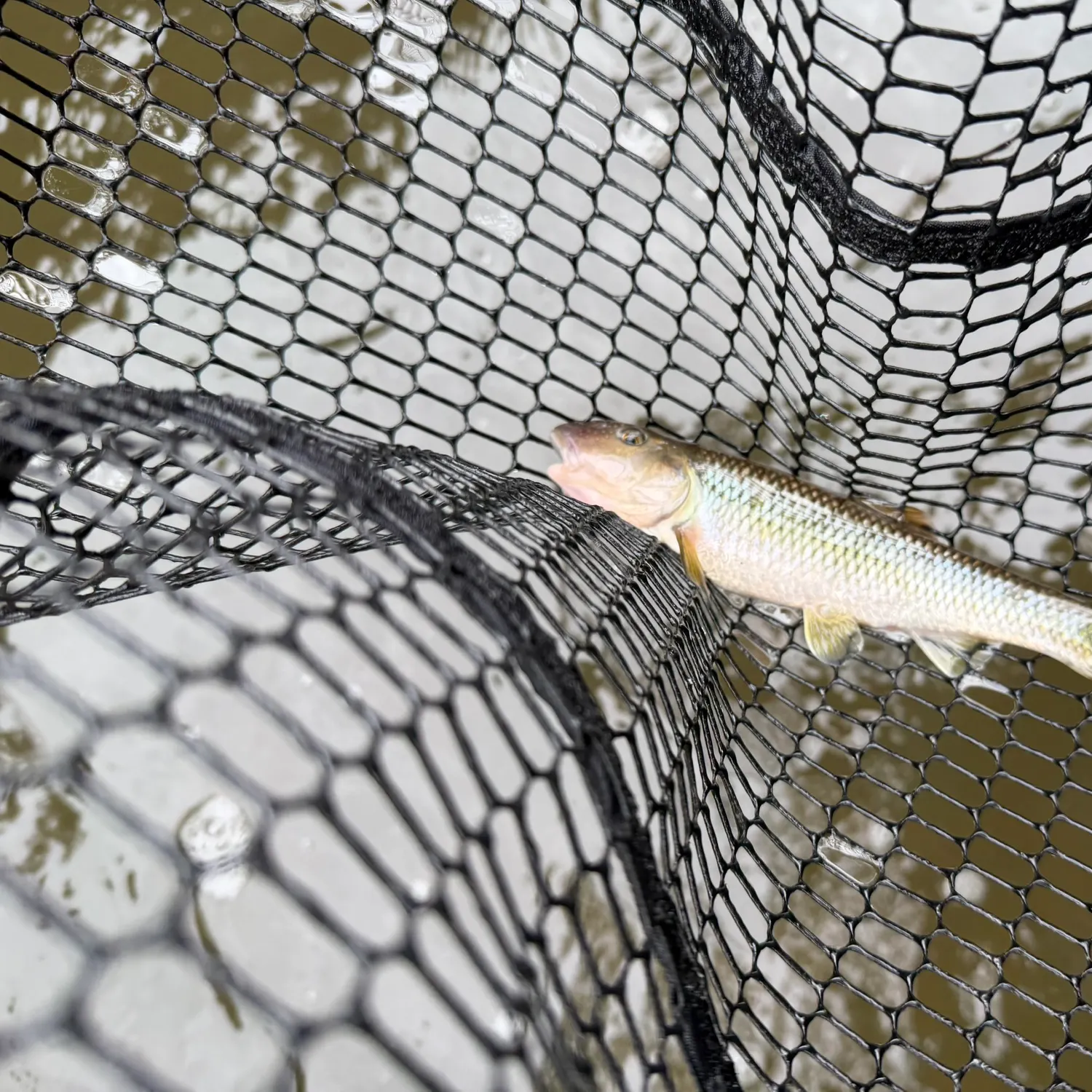 The most recent River chub catches on Fishbrain