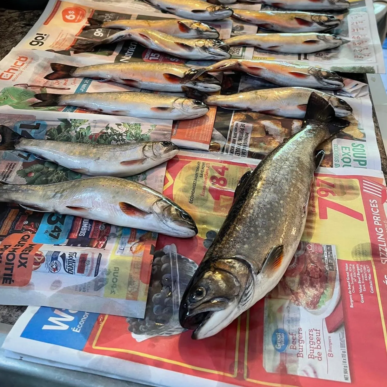 recently logged catches