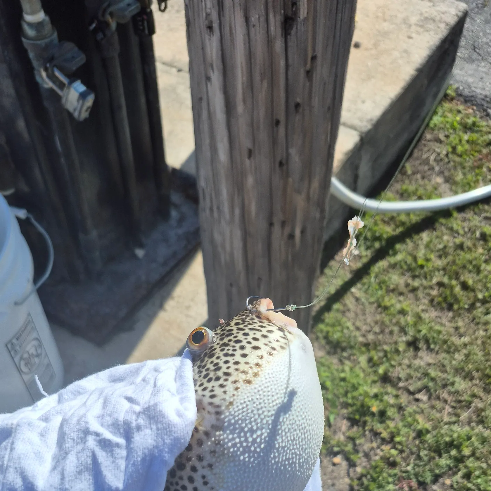 The most recent Spotted green pufferfish catches on Fishbrain