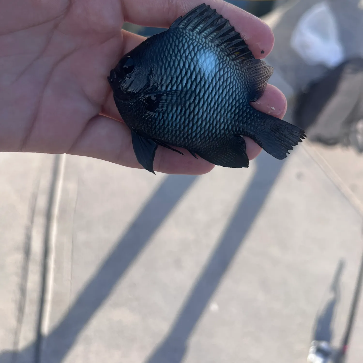 Fish caught on Fishbrain