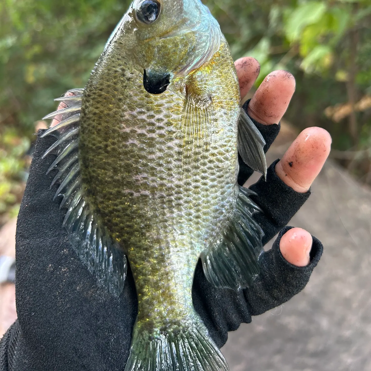 Bluegill caught on Fishbrain