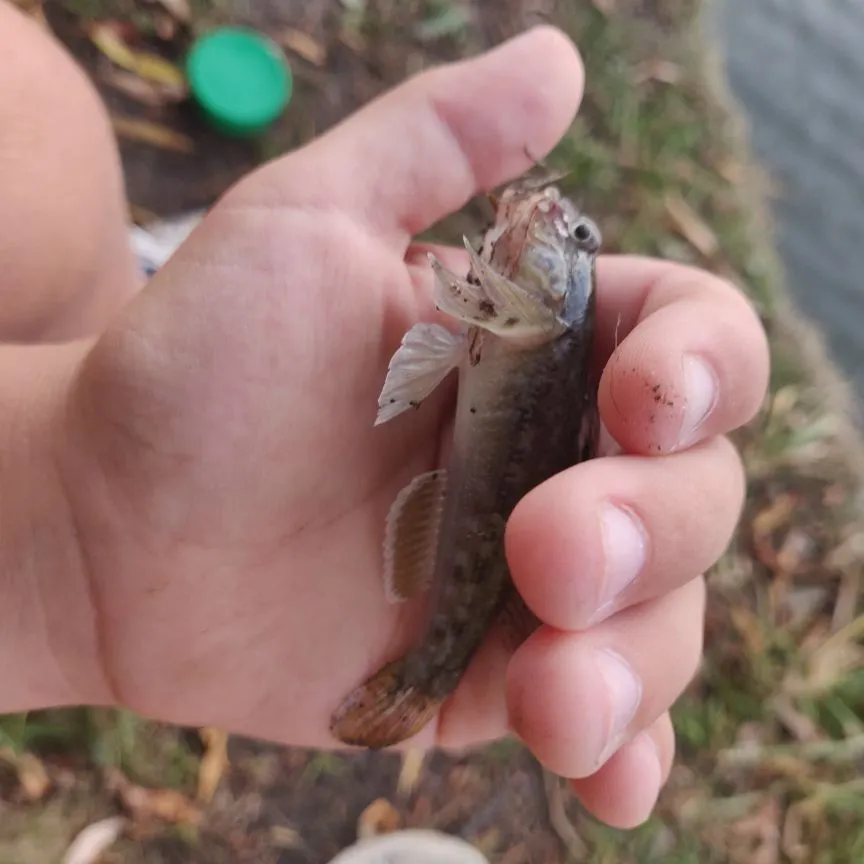 Round goby caught on Fishbrain