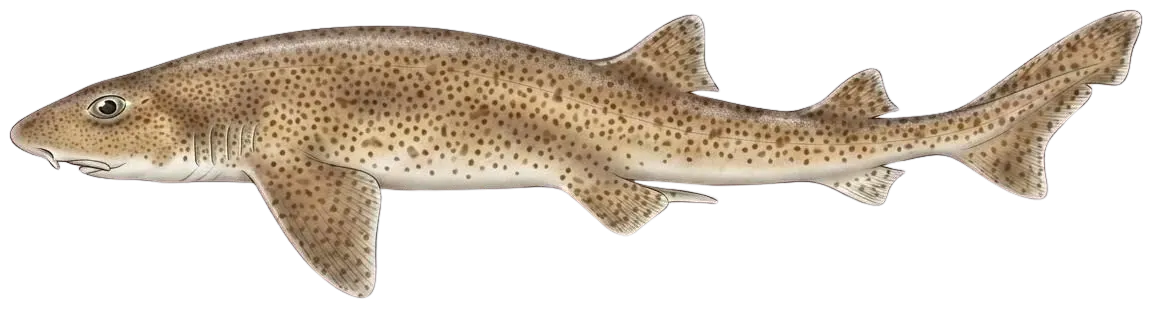 Lesser spotted dogfish