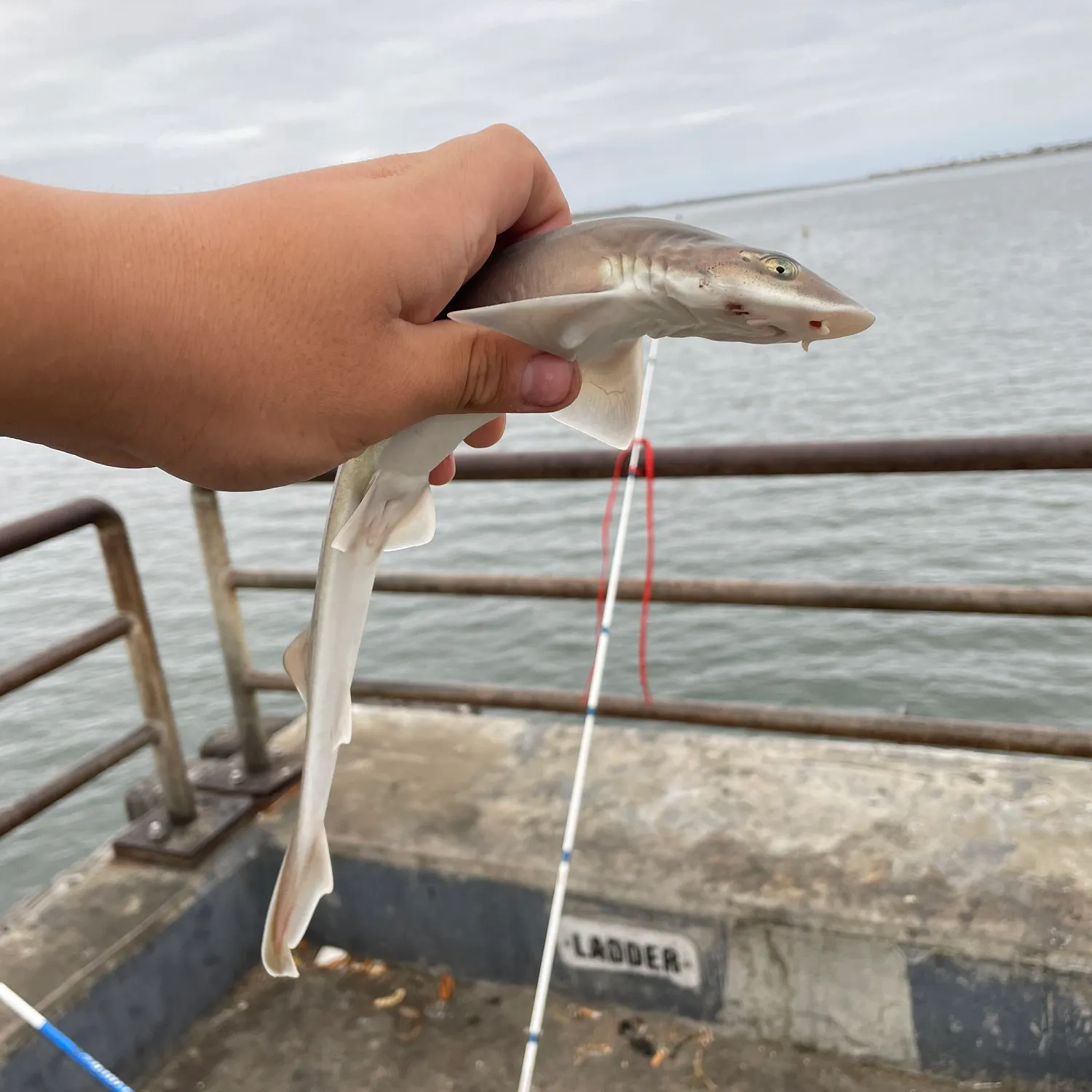 The most recent Grey smooth-hound catches on Fishbrain