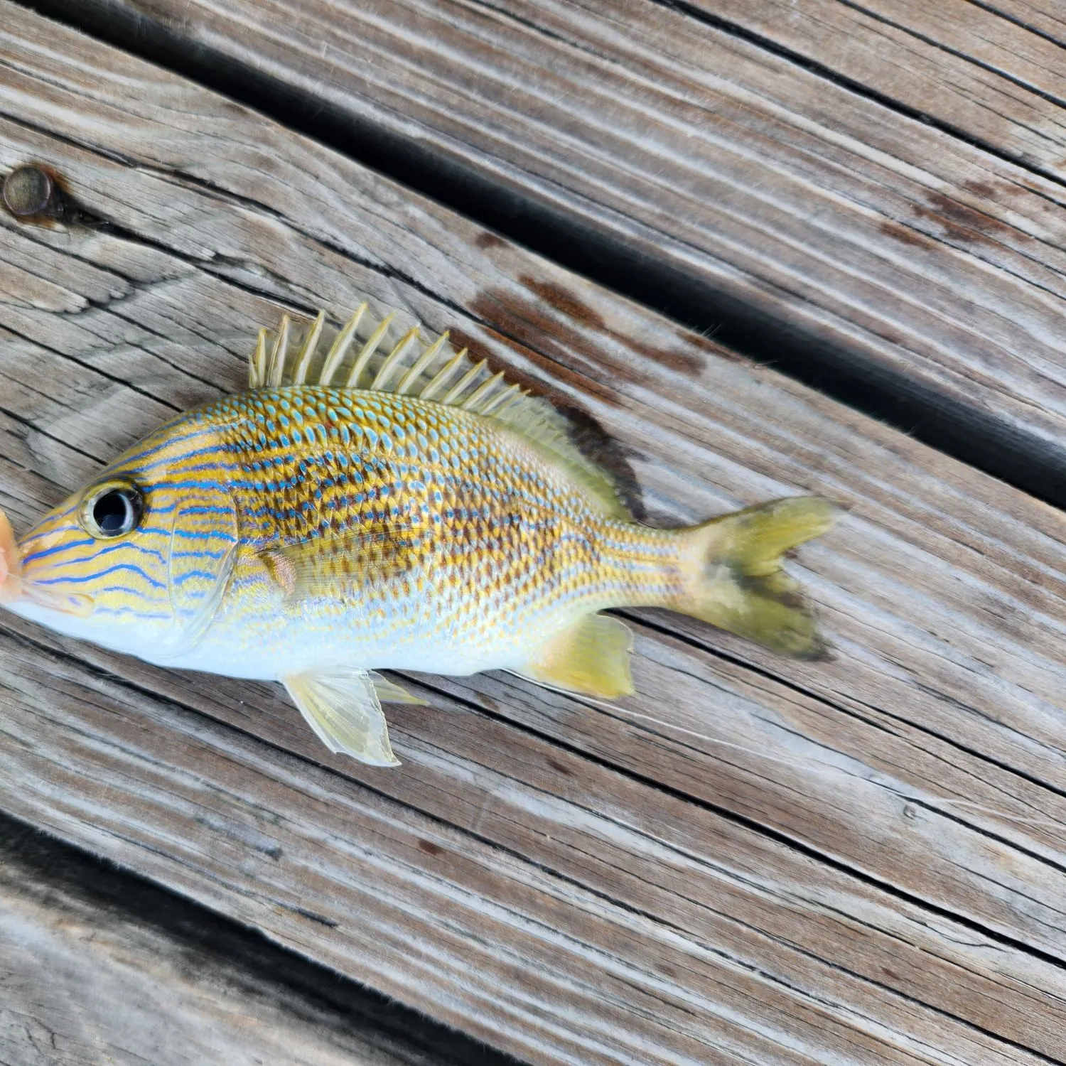 The most recent White grunt catches on Fishbrain