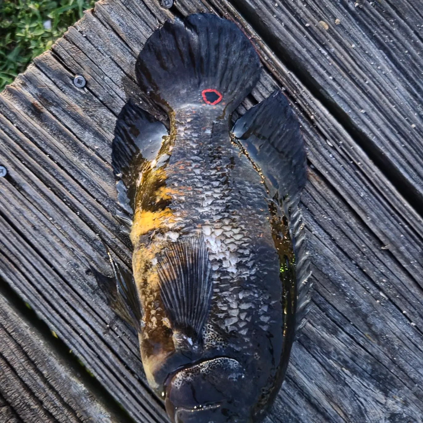 Oscar caught on Fishbrain