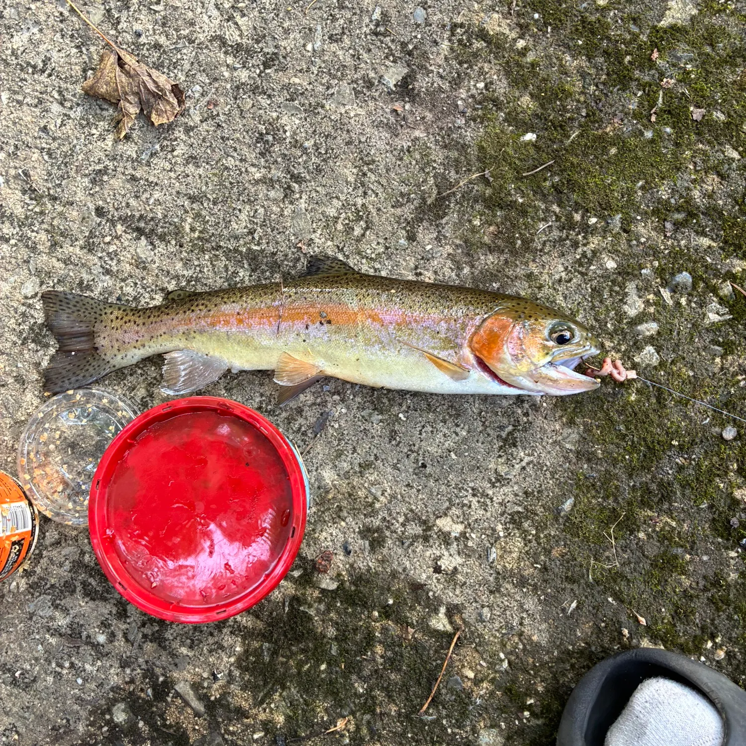 Rainbow trout caught on Fishbrain
