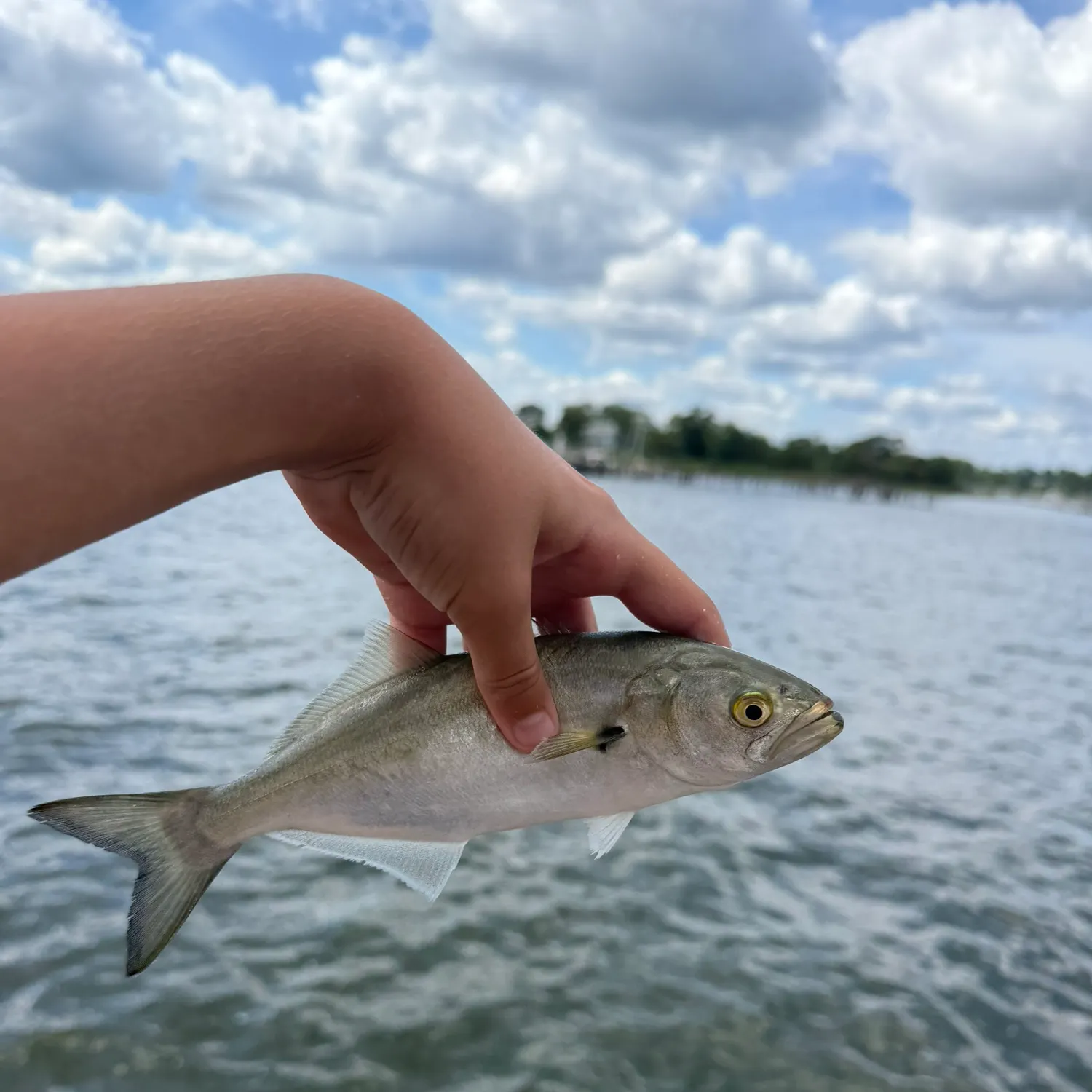 Bluefish caught on Fishbrain