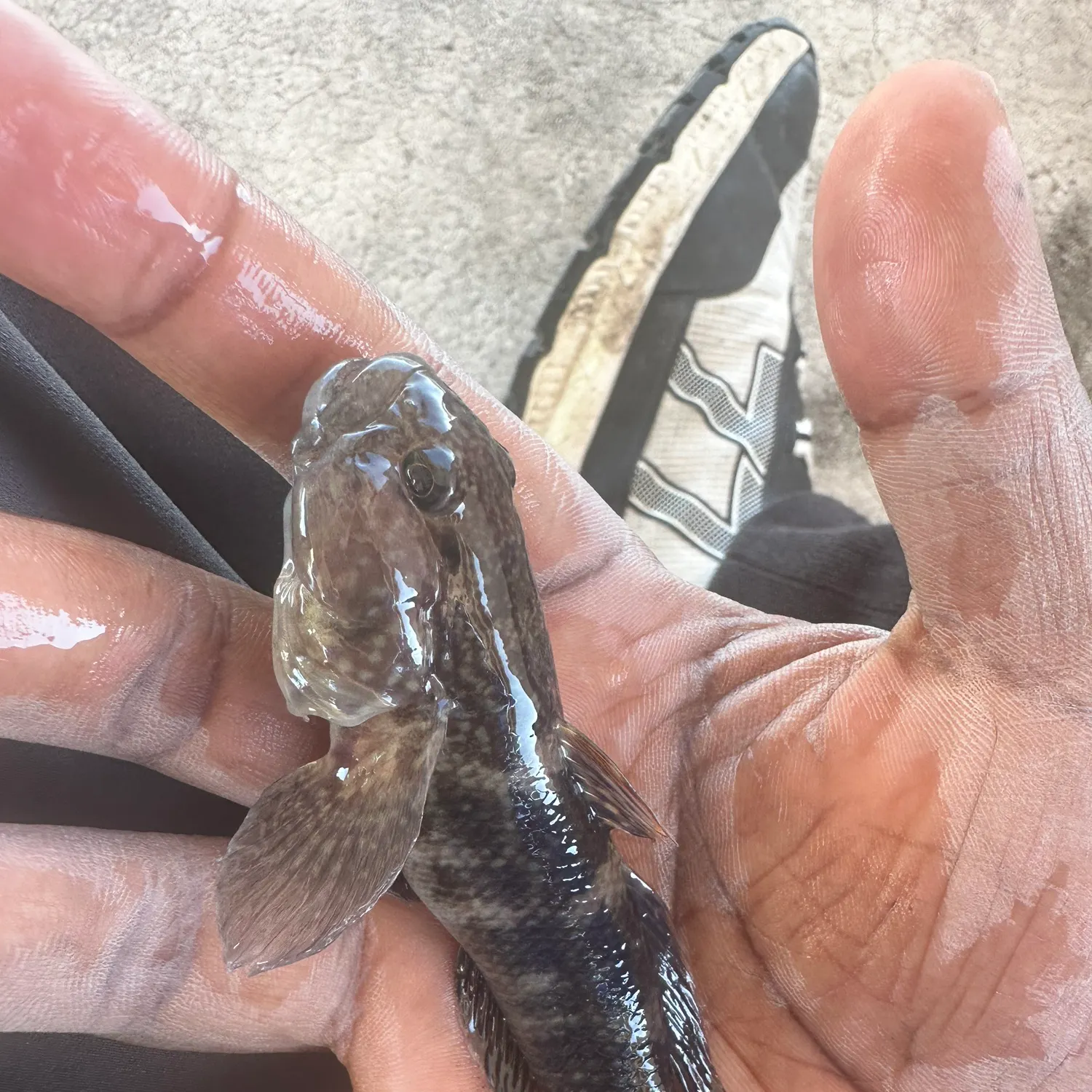 The most popular recent Black goby catch on Fishbrain