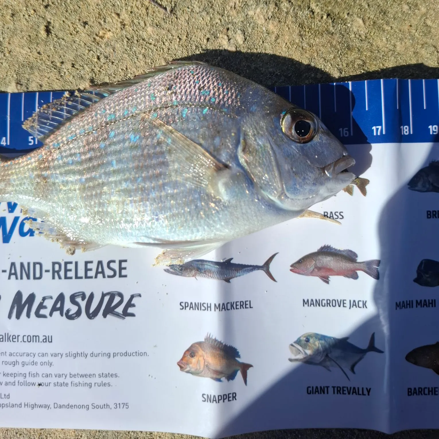 recently logged catches