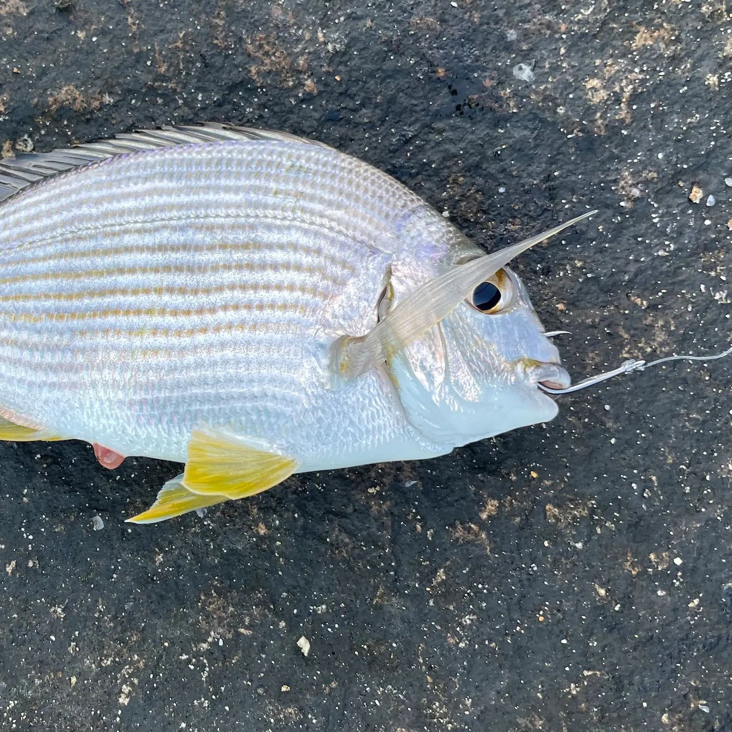 Goldlined seabream caught on Fishbrain