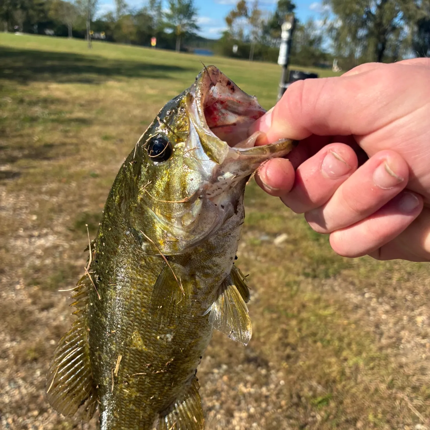 Smallmouth bass caught on Fishbrain