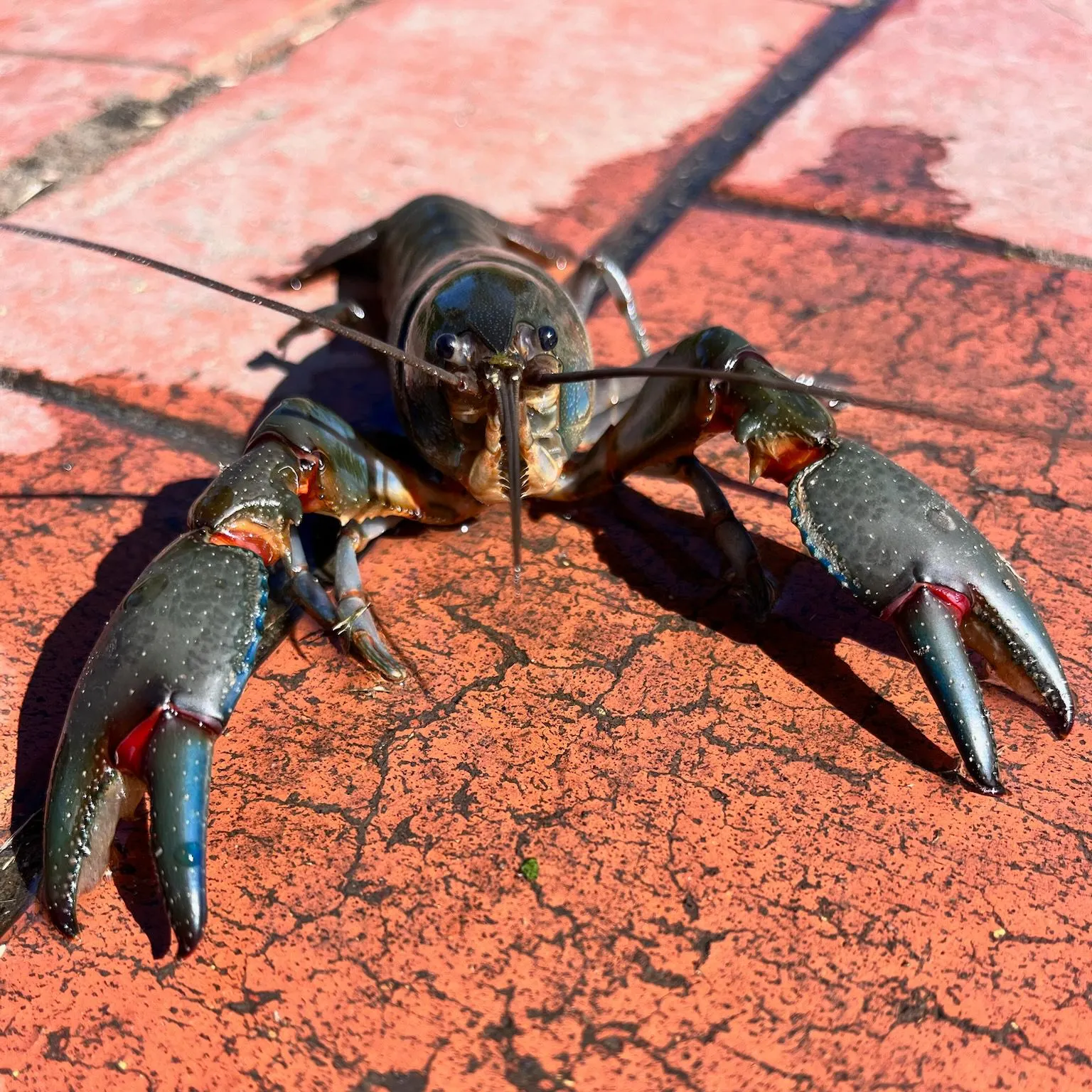 The most recent Common yabby catches on Fishbrain