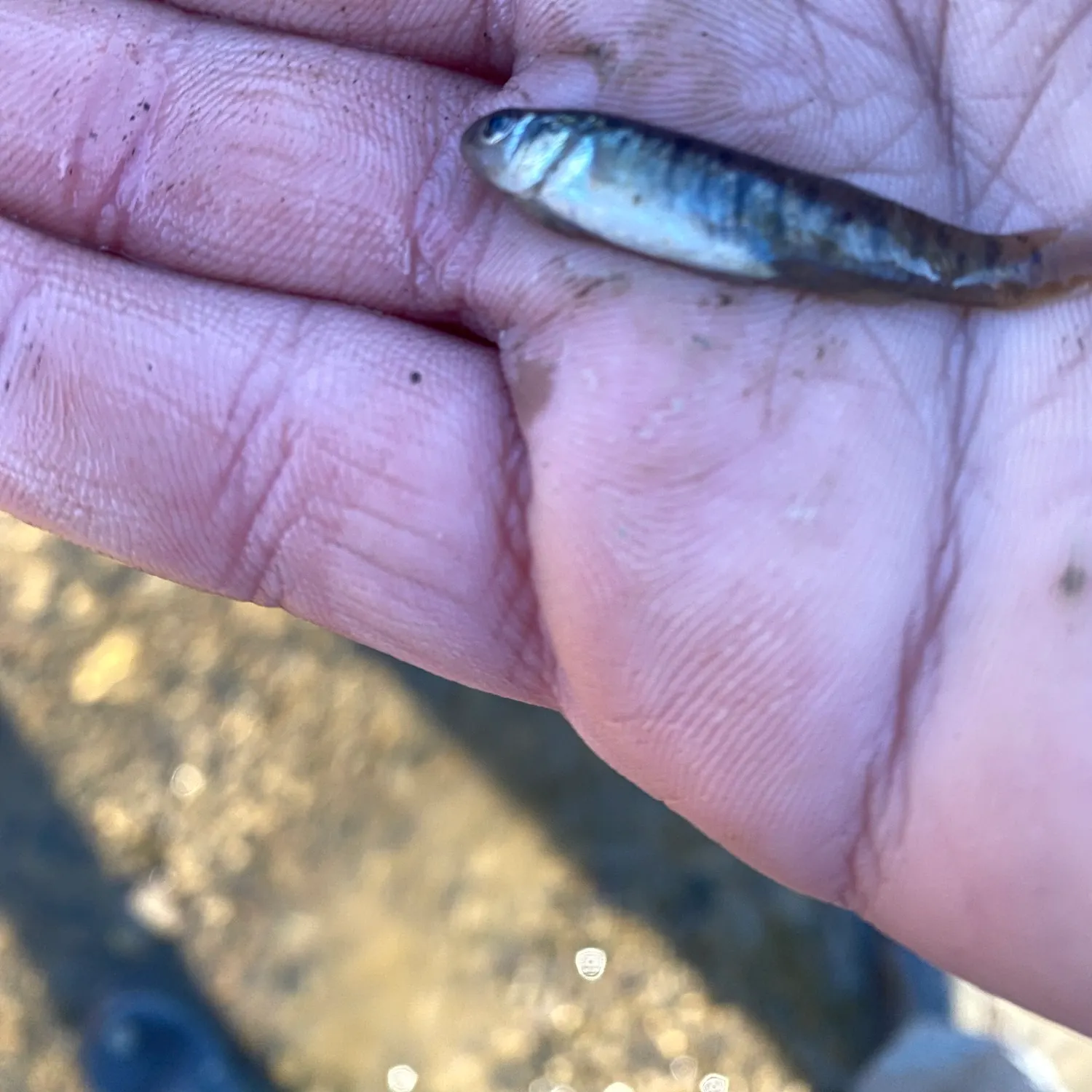 Mummichog caught on Fishbrain