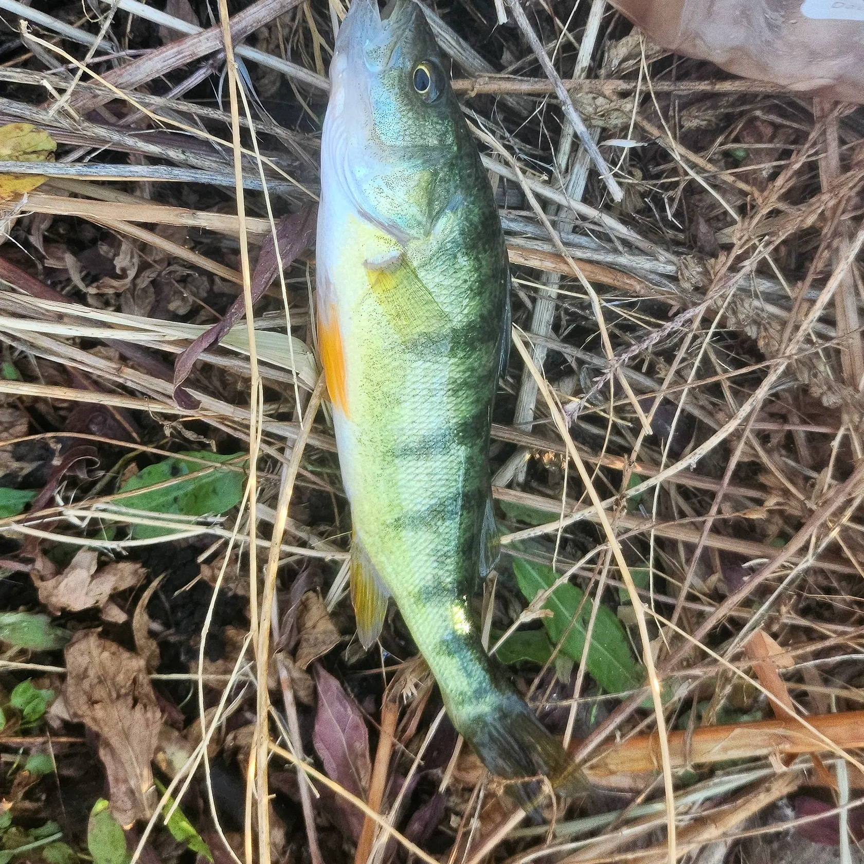 Yellow perch caught on Fishbrain