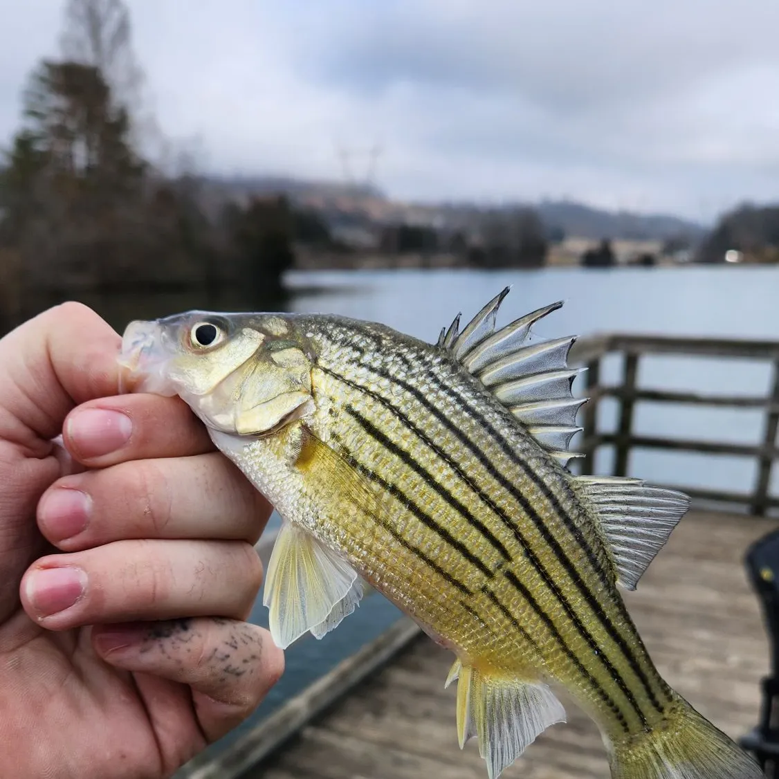 The most recent Yellow bass catches on Fishbrain
