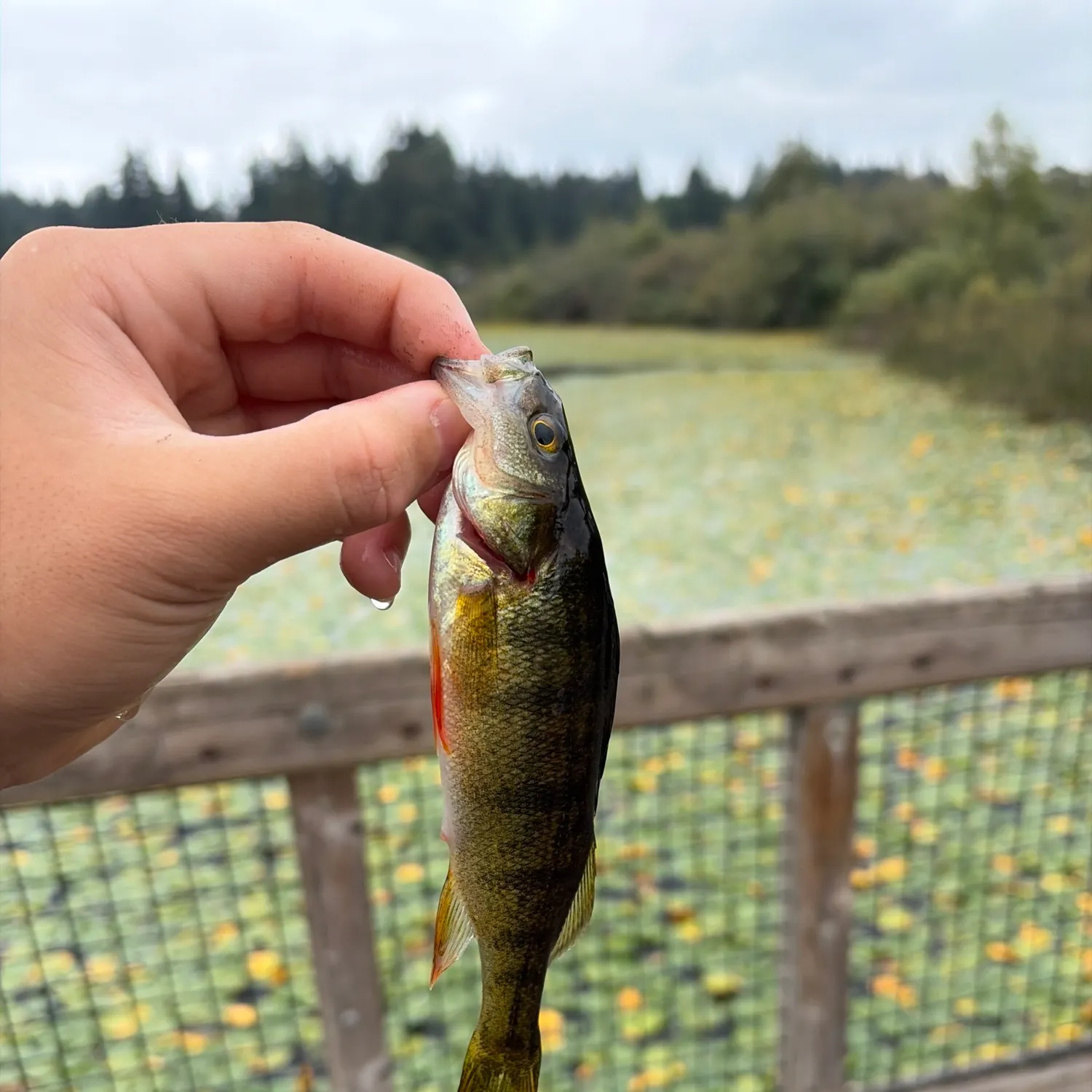 Yellow perch caught on Fishbrain