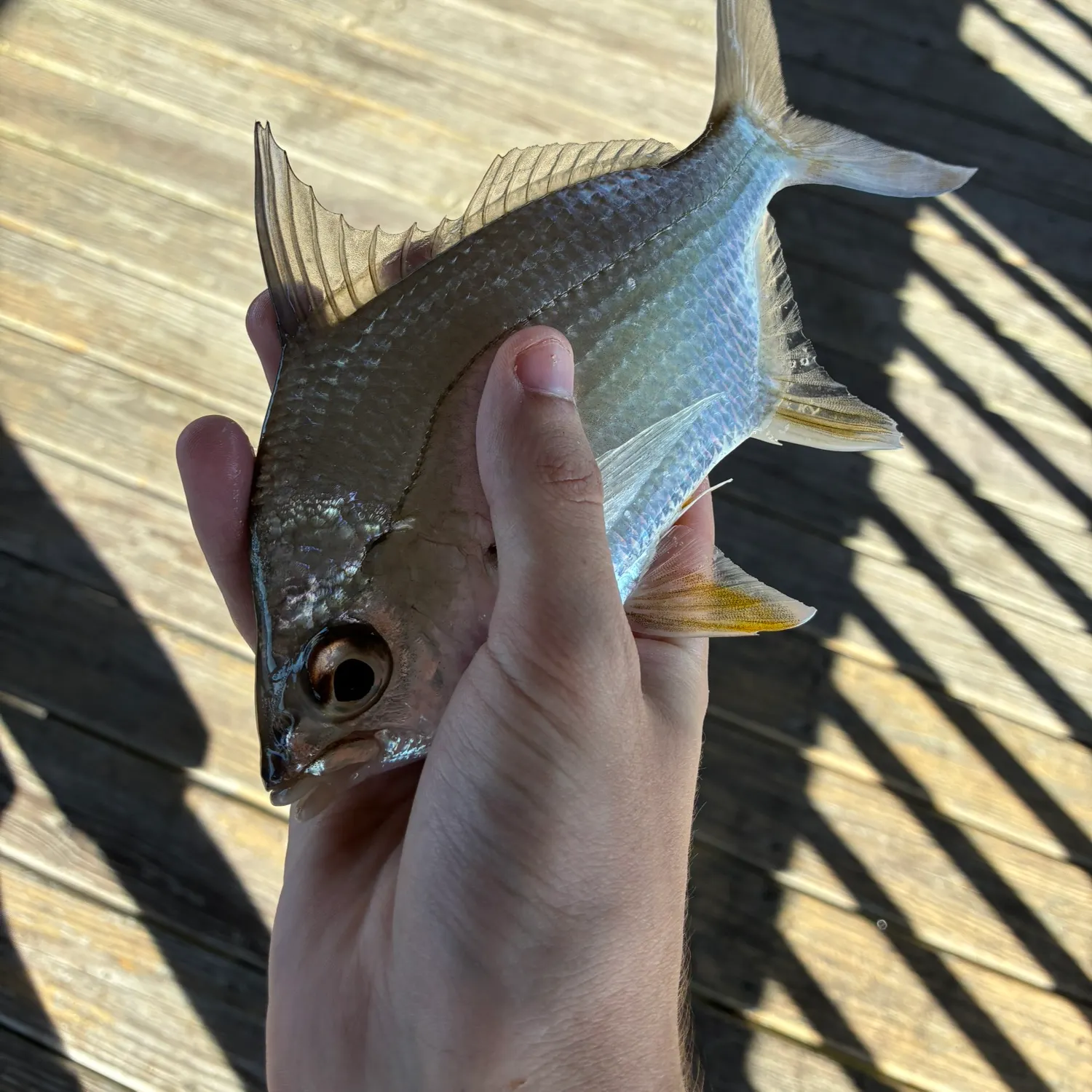 The most recent Irish mojarra catches on Fishbrain