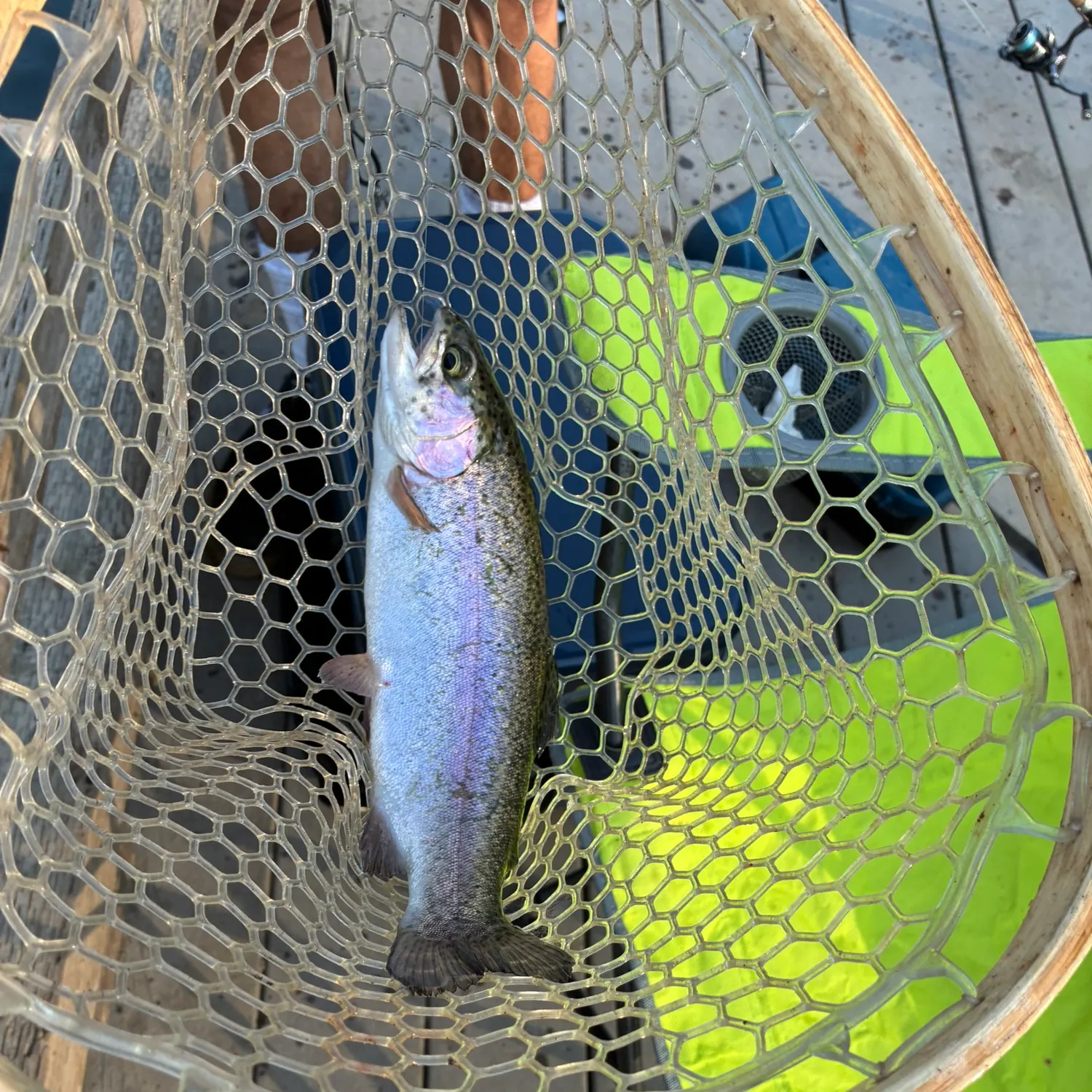 Fish caught on Fishbrain