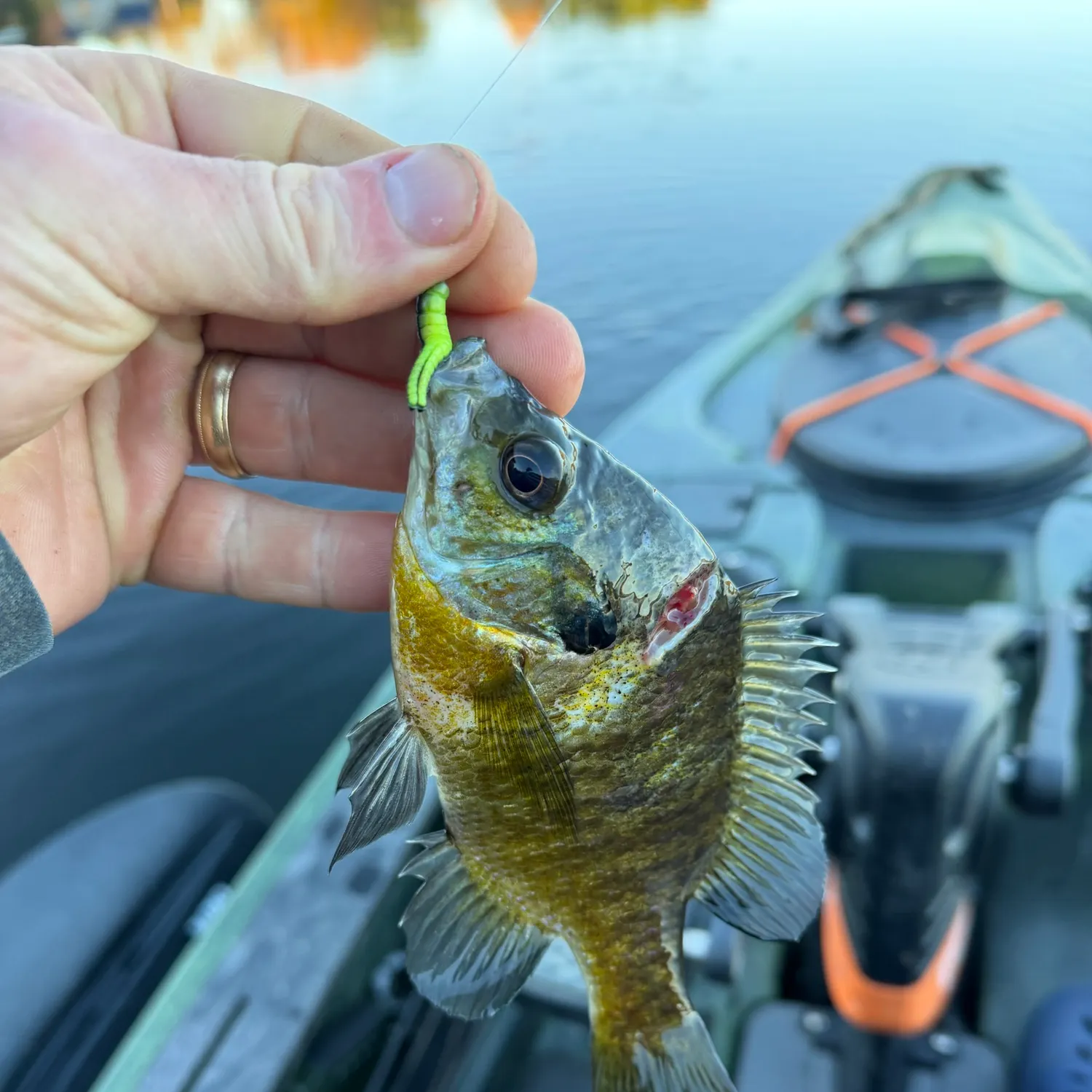 Bluegill caught on Fishbrain