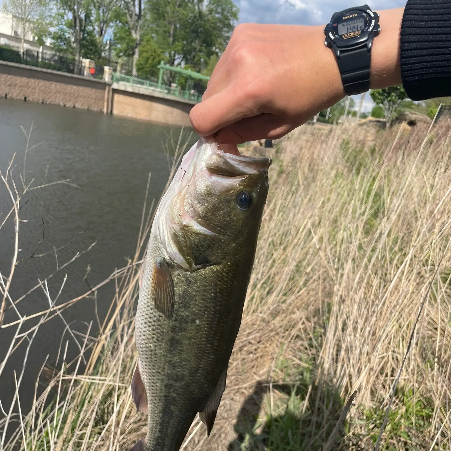 catch