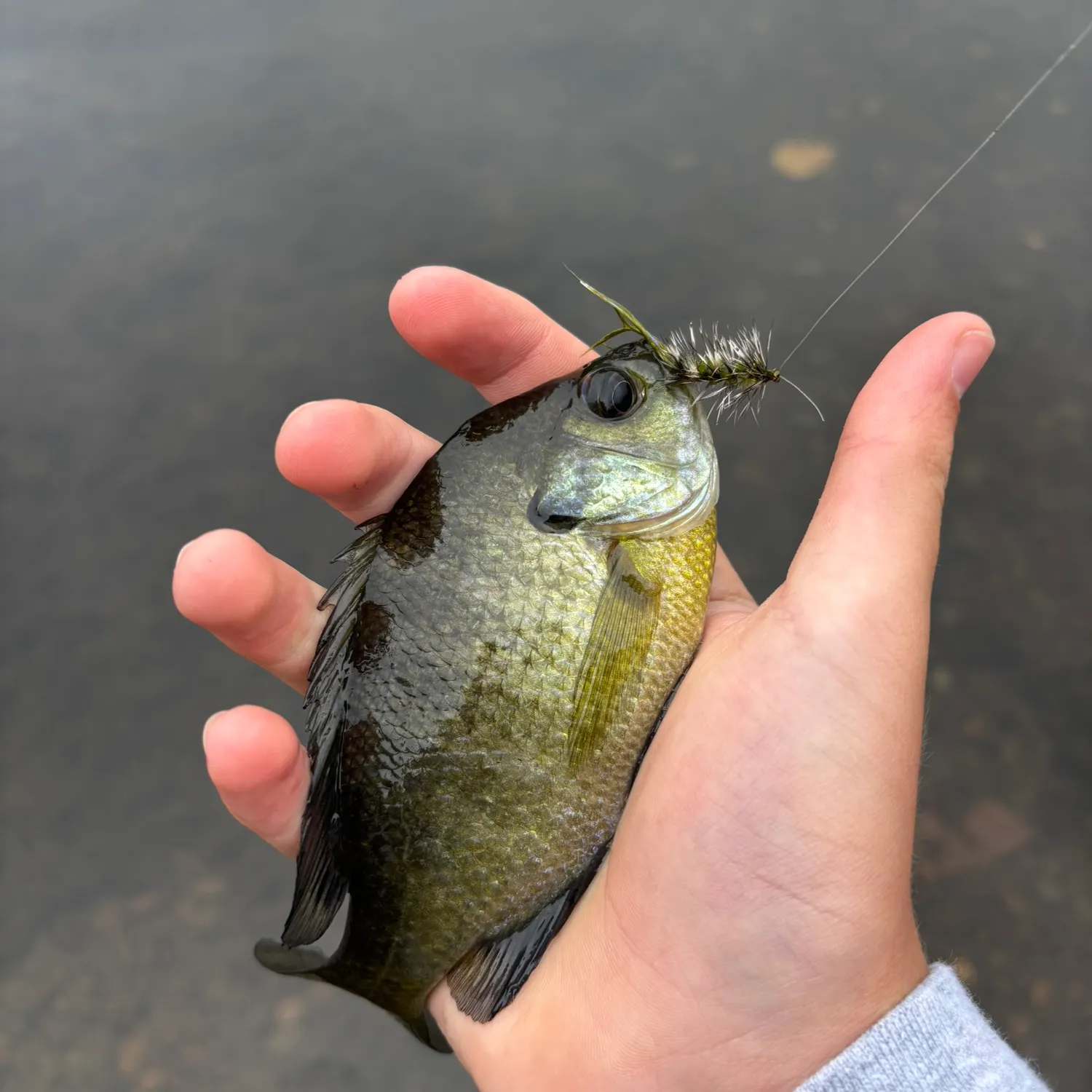 Bluegill caught on Fishbrain