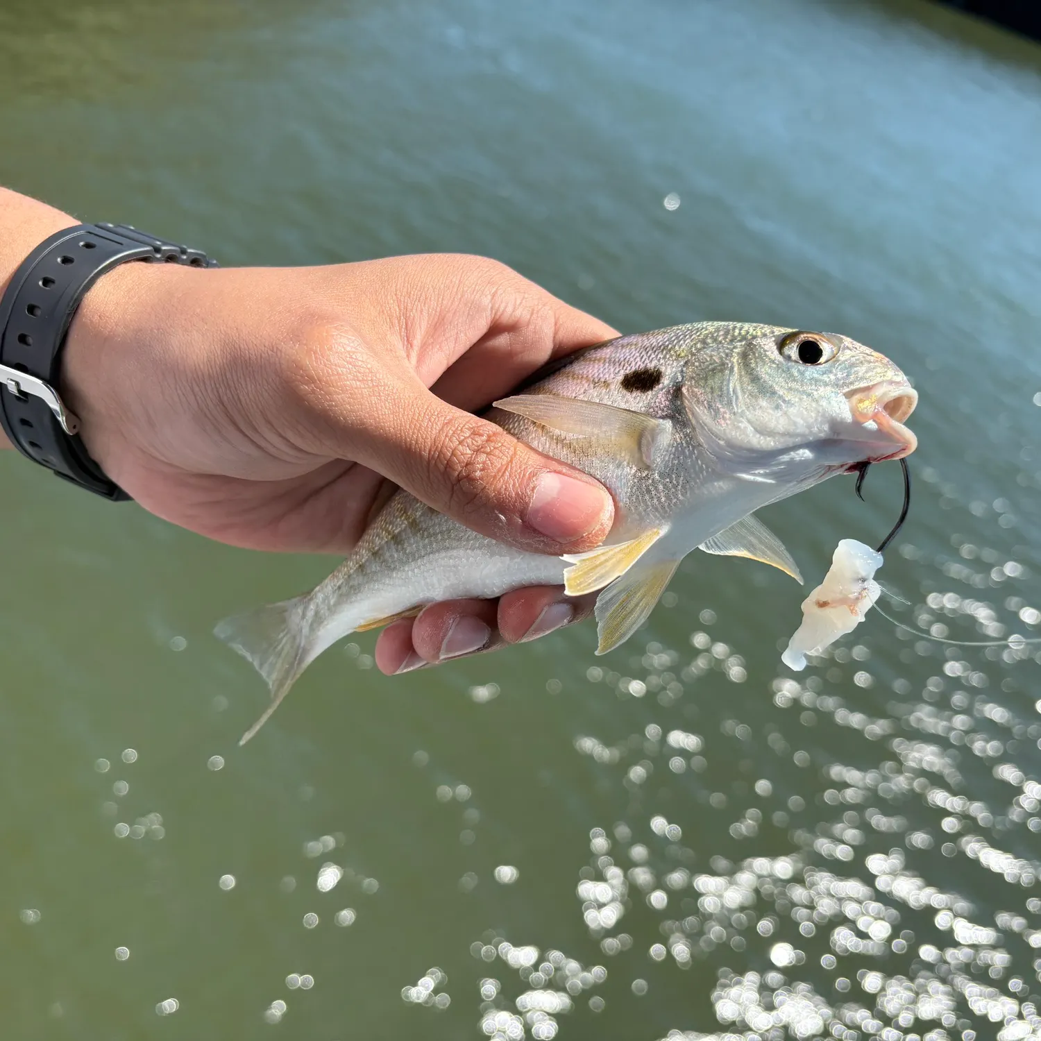 Spot croaker caught on Fishbrain