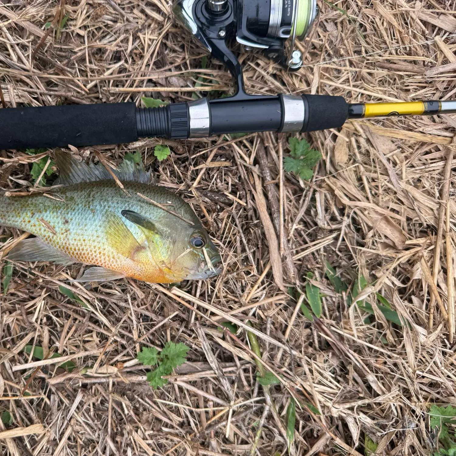 Redbreast sunfish caught on Fishbrain