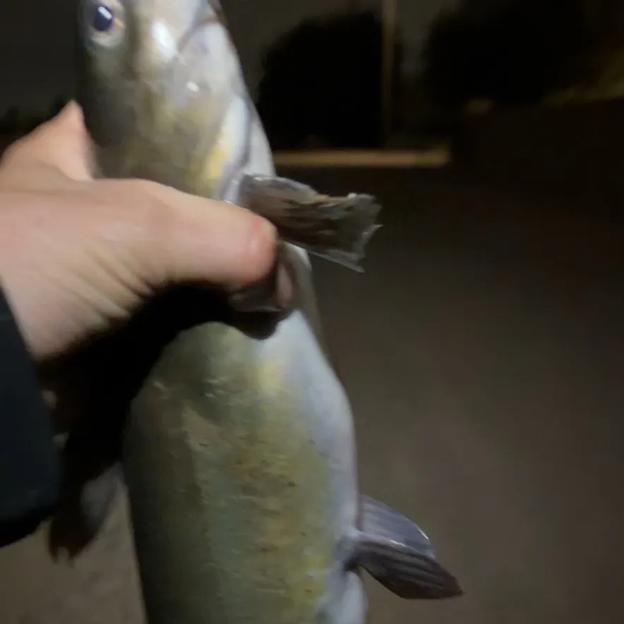 Channel catfish caught on Fishbrain